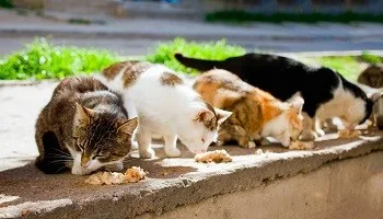 Immagine gatti che mangiano