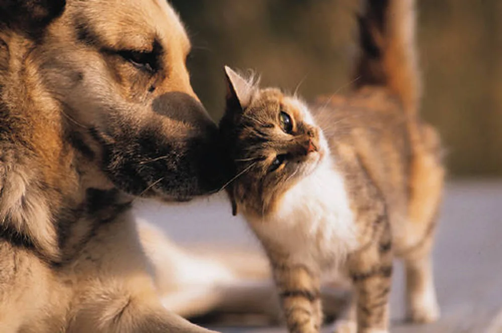 Immagine cane e gatto